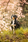 Entlebuch Mountain Dog