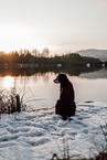Entlebuch Mountain Dog