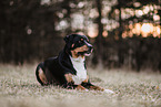 Entlebuch Mountain Dog