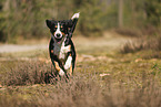 Entlebuch Mountain Dog