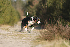 Entlebuch Mountain Dog