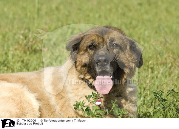 Estrela Berghund Portrait / Estrela-dog Portrait / TM-02906