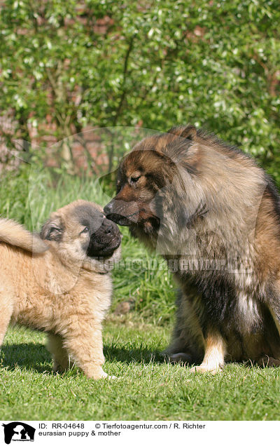Eurasier Welpe mit Mutter / eurasian puppy & mother / RR-04648