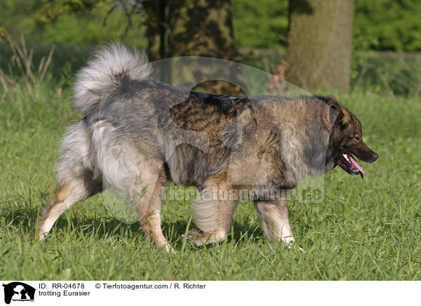 trabender / trotting Eurasier / RR-04678