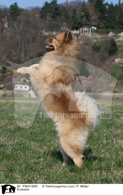 Eurasier / Eurasian / PM-01869