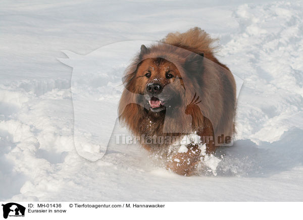Eurasier in snow / MH-01436