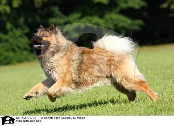 male Eurasian Dog / KMI-01708