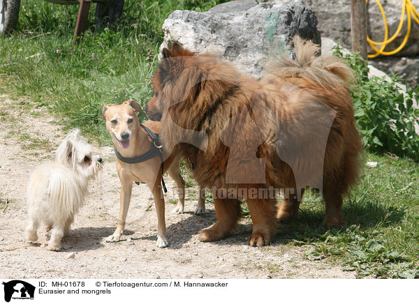 Eurasier und Mischlinge / Eurasier and mongrels / MH-01678
