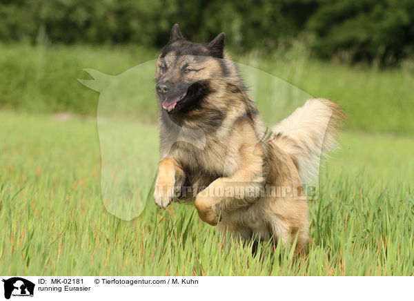 running Eurasier / MK-02181