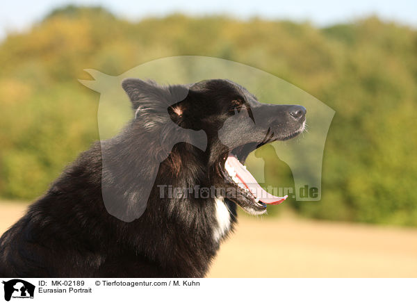 Eurasier Portrait / Eurasian Portrait / MK-02189