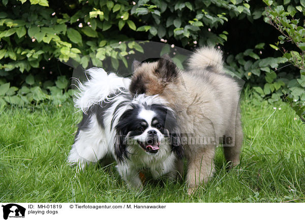 playing dogs / MH-01819