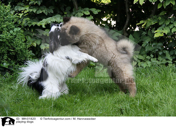 playing dogs / MH-01820
