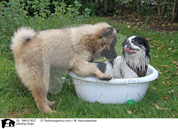 playing dogs / MH-01827