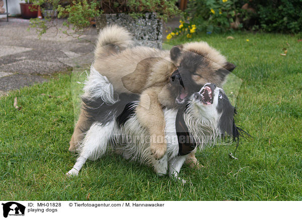 playing dogs / MH-01828