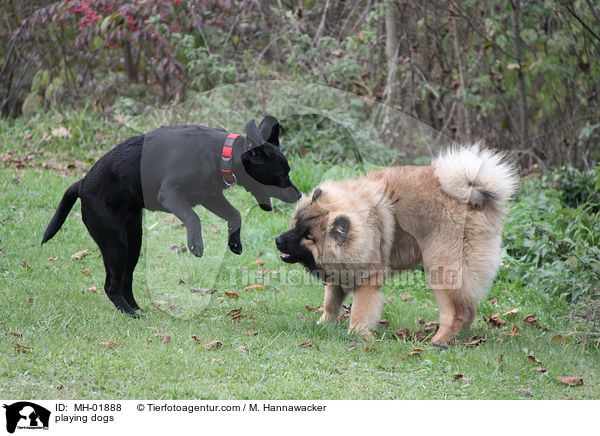 playing dogs / MH-01888