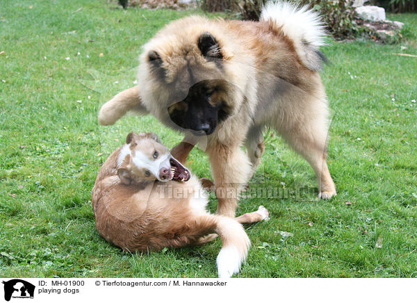 playing dogs / MH-01900