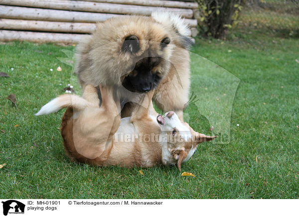 playing dogs / MH-01901