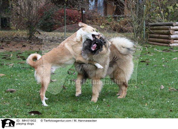 playing dogs / MH-01902