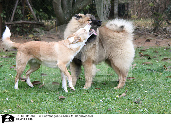 playing dogs / MH-01903