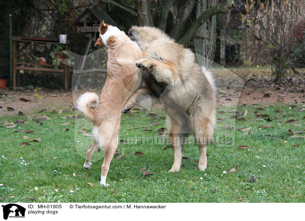 playing dogs / MH-01905