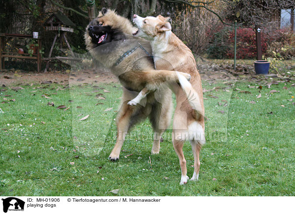 playing dogs / MH-01906