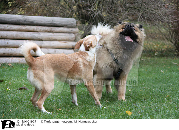 playing dogs / MH-01907