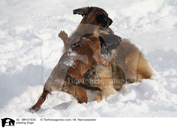 playing dogs / MH-01930