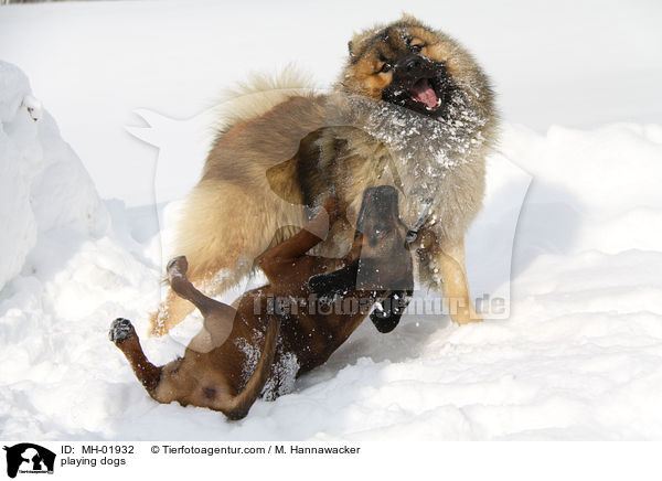 playing dogs / MH-01932