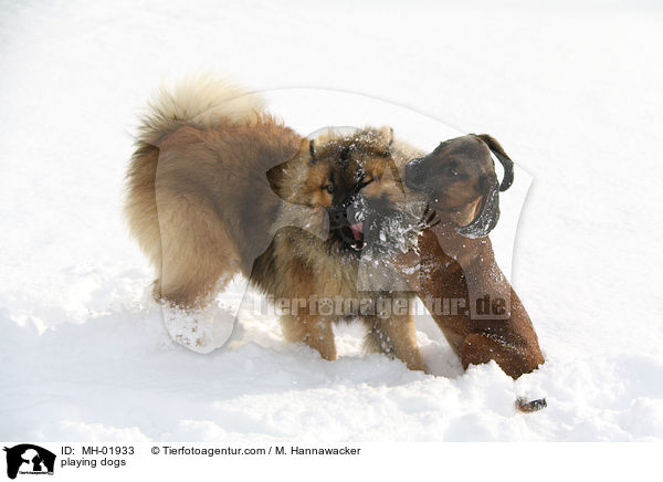 playing dogs / MH-01933