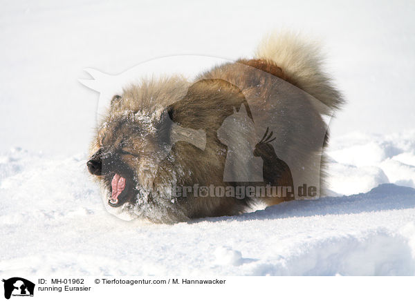 rennender Eurasier / running Eurasier / MH-01962
