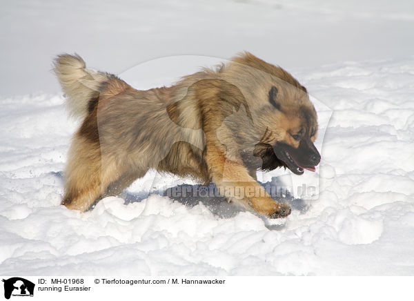 running Eurasier / MH-01968