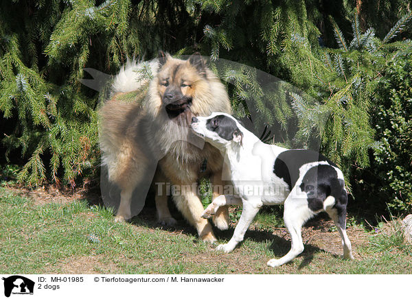 2 Hunde / 2 dogs / MH-01985