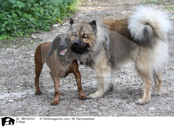 2 dogs / MH-02021