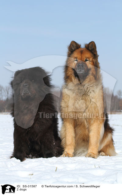 2 Hunde / 2 dogs / SS-31587