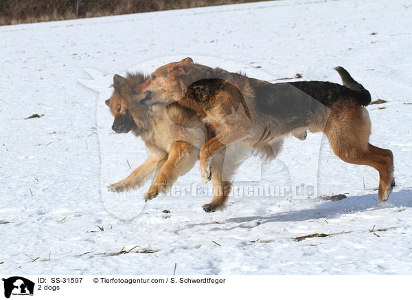 2 dogs / SS-31597