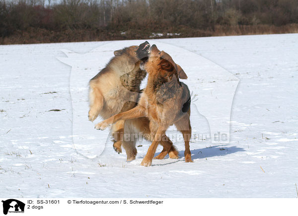 2 dogs / SS-31601