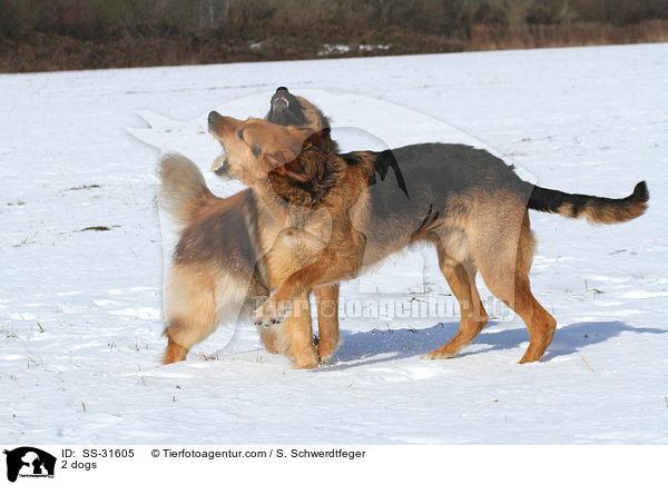 2 dogs / SS-31605