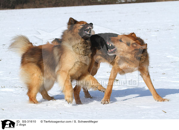 2 dogs / SS-31610