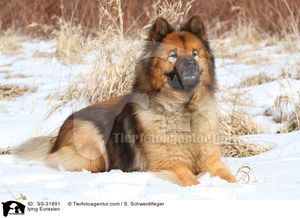 liegender Eurasier / lying Eurasian / SS-31891