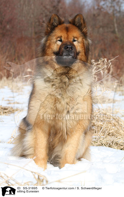 sitzender Eurasier / sitting Eurasian / SS-31895
