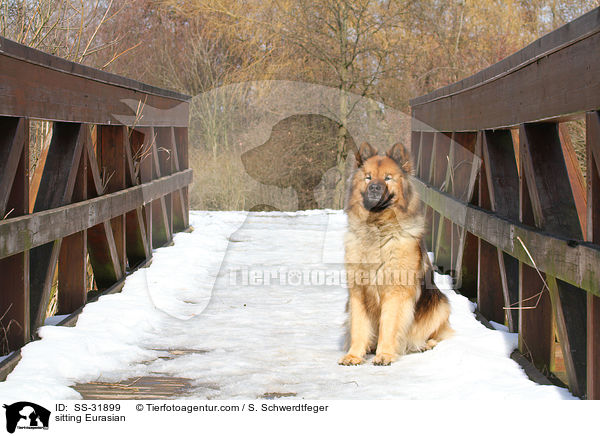 sitzender Eurasier / sitting Eurasian / SS-31899