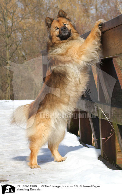 stehender Eurasier / standing Eurasian / SS-31900