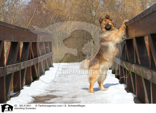 stehender Eurasier / standing Eurasian / SS-31901
