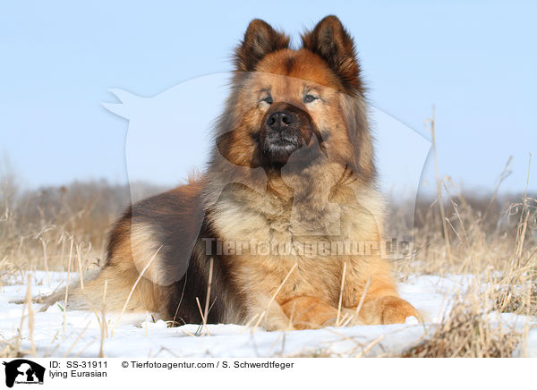 liegender Eurasier / lying Eurasian / SS-31911