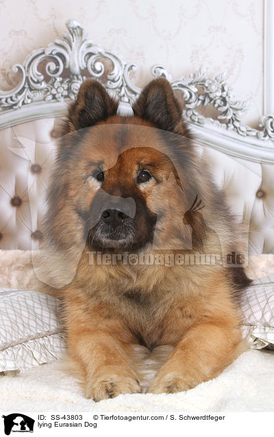 liegender Eurasier / lying Eurasian Dog / SS-43803