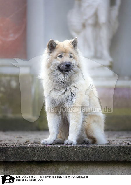 sitzender Eurasier / sitting Eurasian Dog / UM-01353