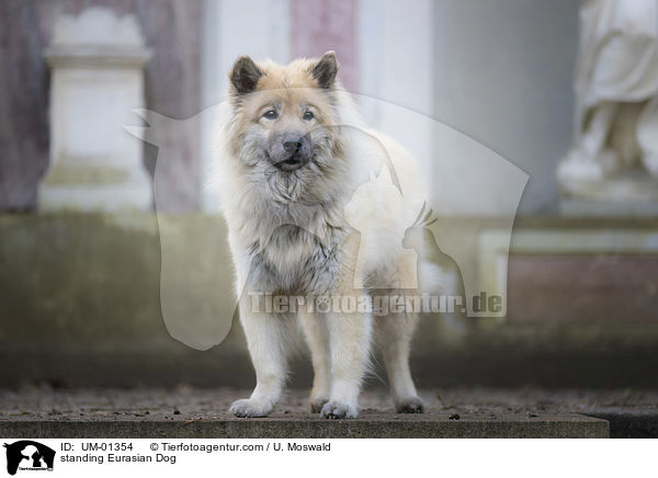 stehender Eurasier / standing Eurasian Dog / UM-01354