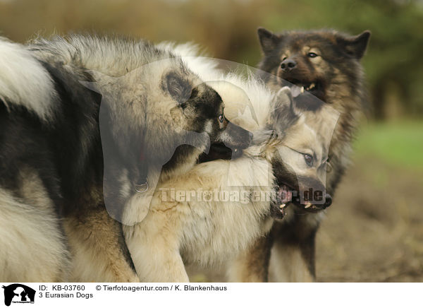 3 Eurasian Dogs / KB-03760