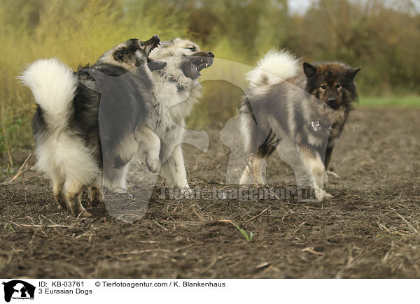 3 Eurasian Dogs / KB-03761