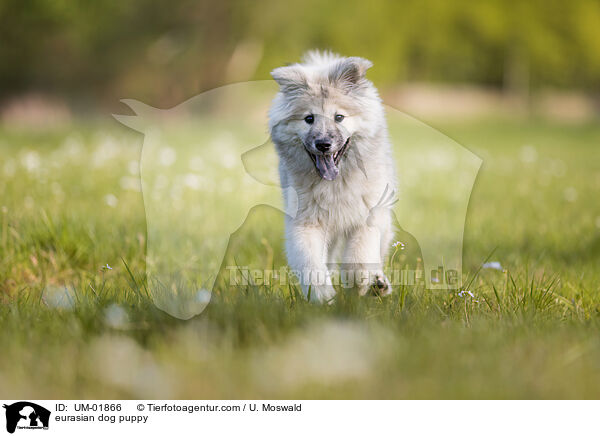 eurasian dog puppy / UM-01866